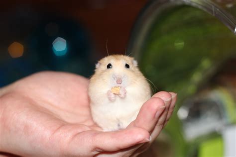 ham ster.com|Hamsters .